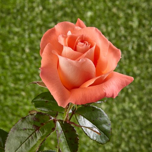 Rosa  Fortuna® - oranžová - Stromkové růže s květmi čajohybridů - stromková růže s rovnými stonky v koruně